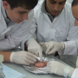 Brain-Dissection-Lab-Boys