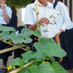 Planting, Grade 3